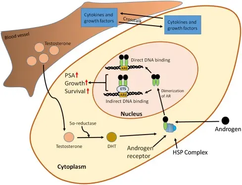 Abiraterone acetate powder Abiraterone acetate powder