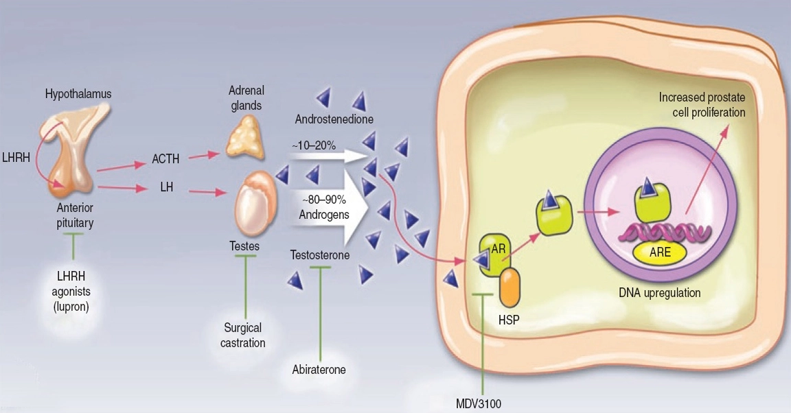 Mechanism of Abiraterone acetate powder