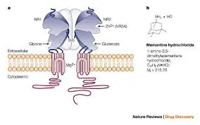Mechanism of action of Memantine HCl
