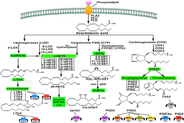 Arachidonic Acid Powder Efficacy Chart Arachidonic Acid Powder Efficacy Chart