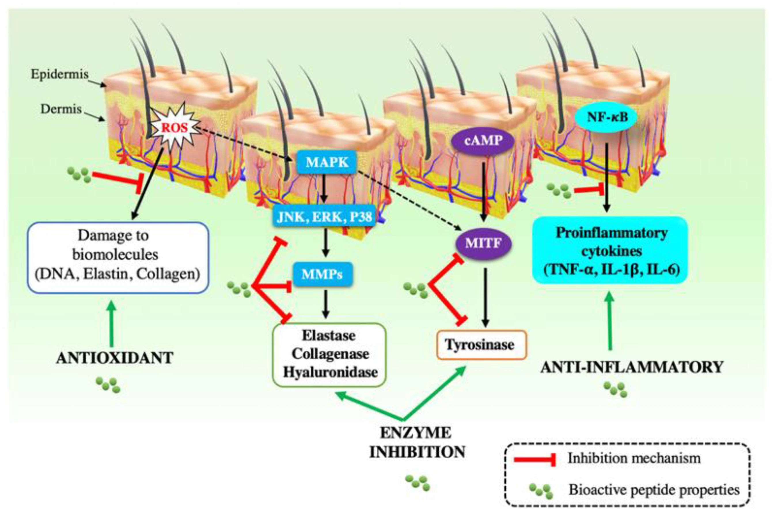 Mechanism of Palmitoyl Tripeptide-1 powder Mechanism of Palmitoyl Tripeptide-1 powder