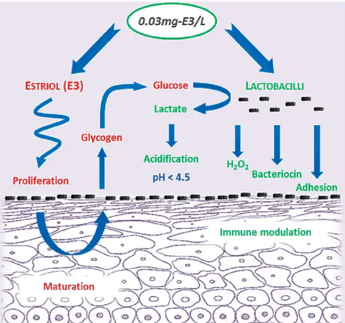 Mechanism of action of estriol