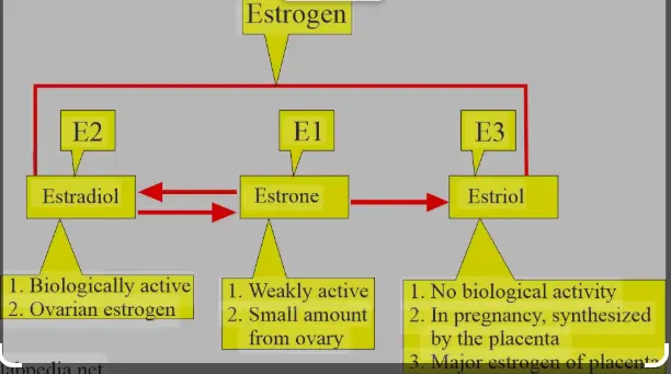 estriol vs estradiol estriol vs estradiol