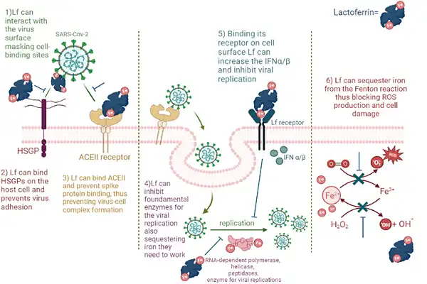 Lactoferrin Protein Powder Efficacy Chart