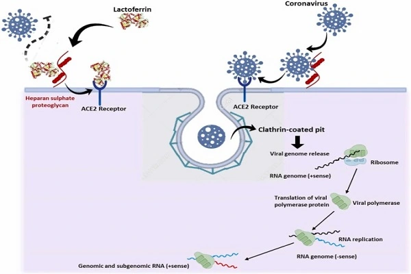 Lactoferrin Protein Powder