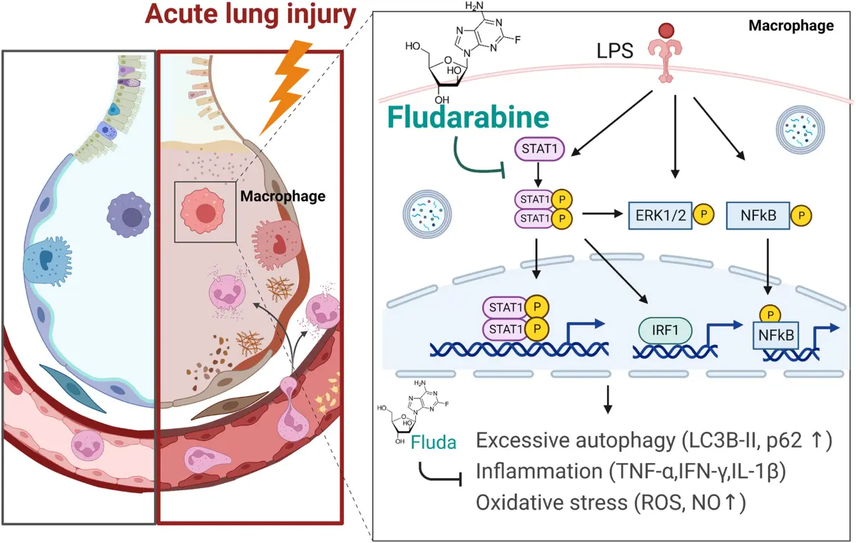 Mechanism of action of Fludarabine phosphate