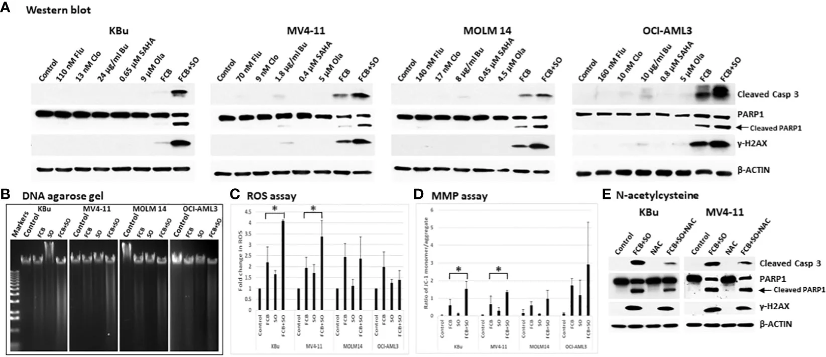 Fludarabine phosphate powder combination therapy has an effect on lymphoma cells2