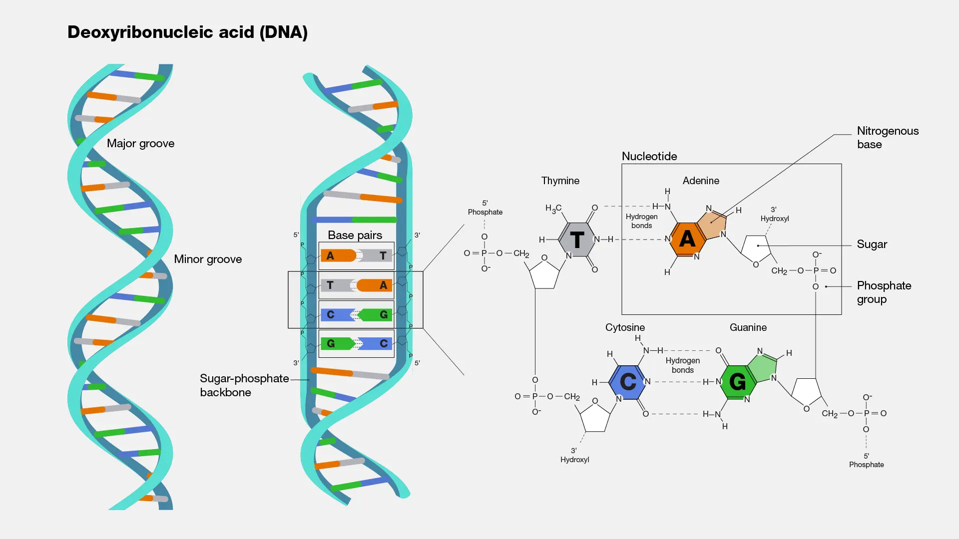 Deoxyribonucleic Acid powder