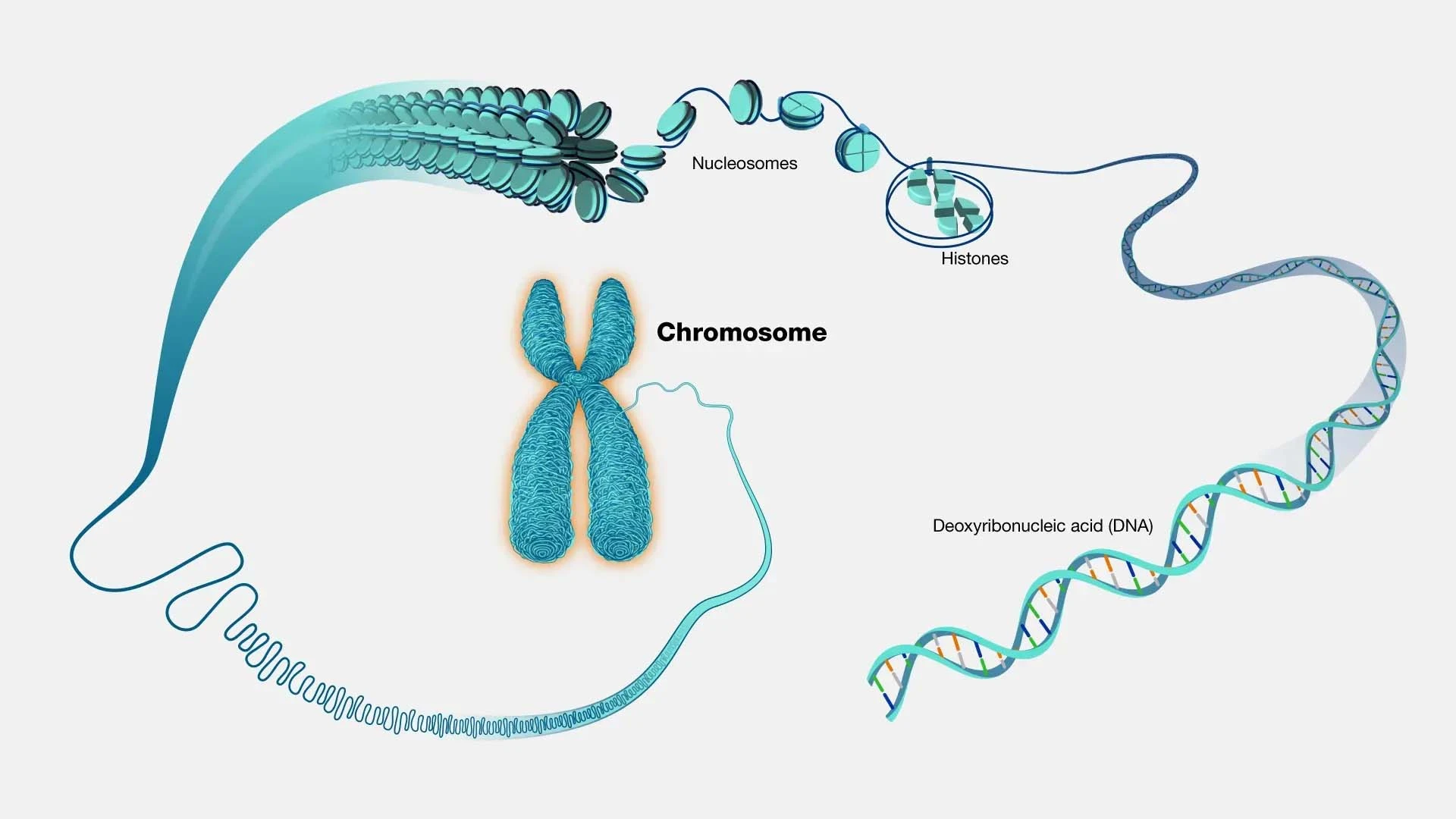 Structure and types of Deoxyribonucleic Acid powder