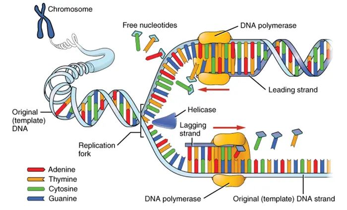 Mechanism of Deoxyribonucleic Acid powder