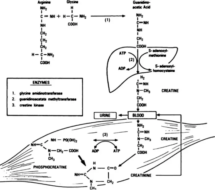 Metabolism and excretion of Creatinine Metabolism and excretion of Creatinine