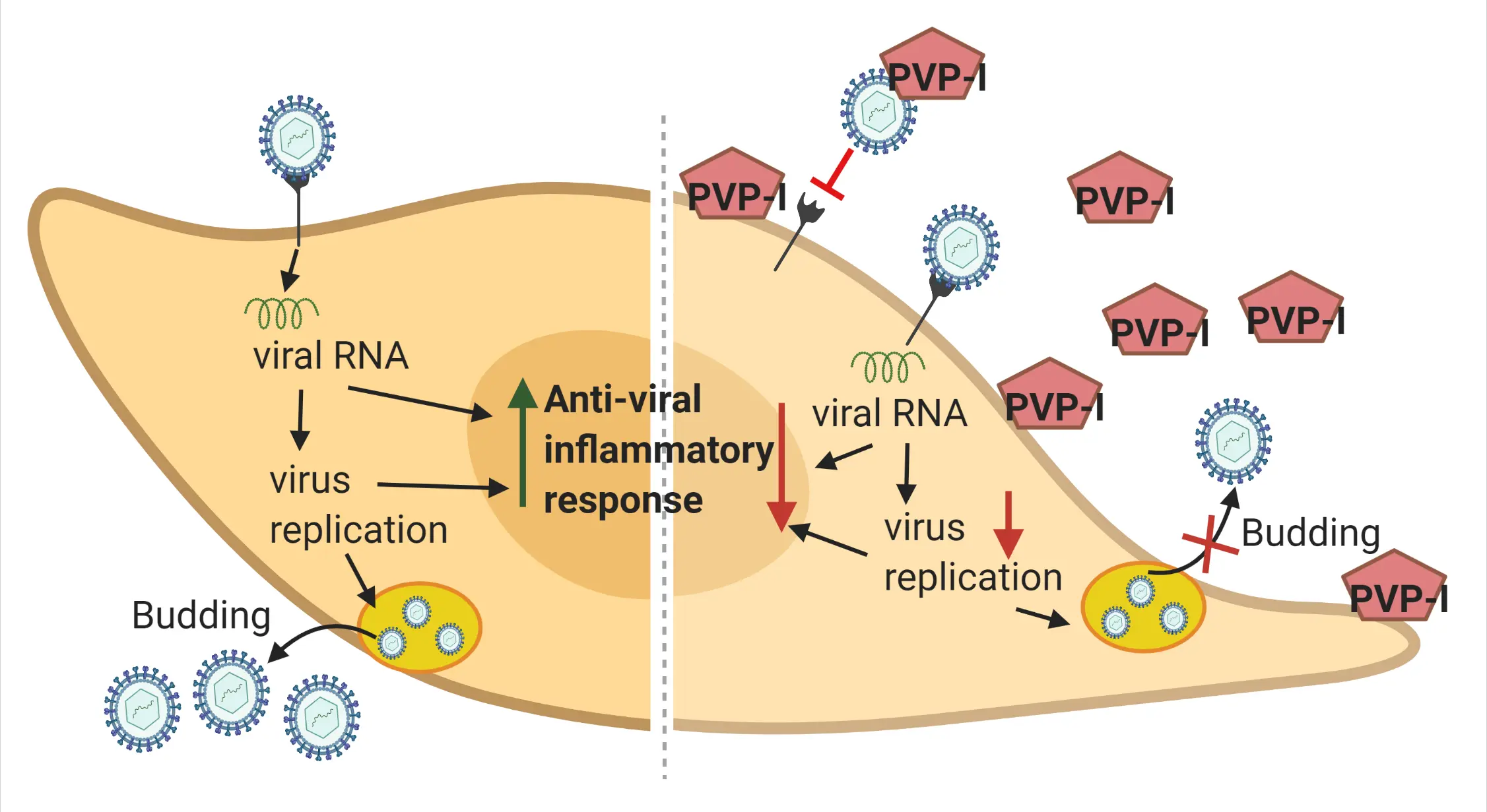 Povidone iodine API powder iodine molecules are stably "packaged"