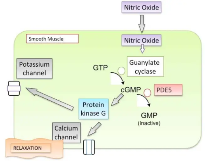 mechanism in PDE5