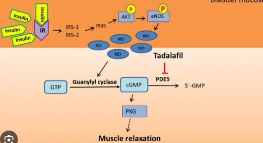 mechanism  of action of Tadalafil