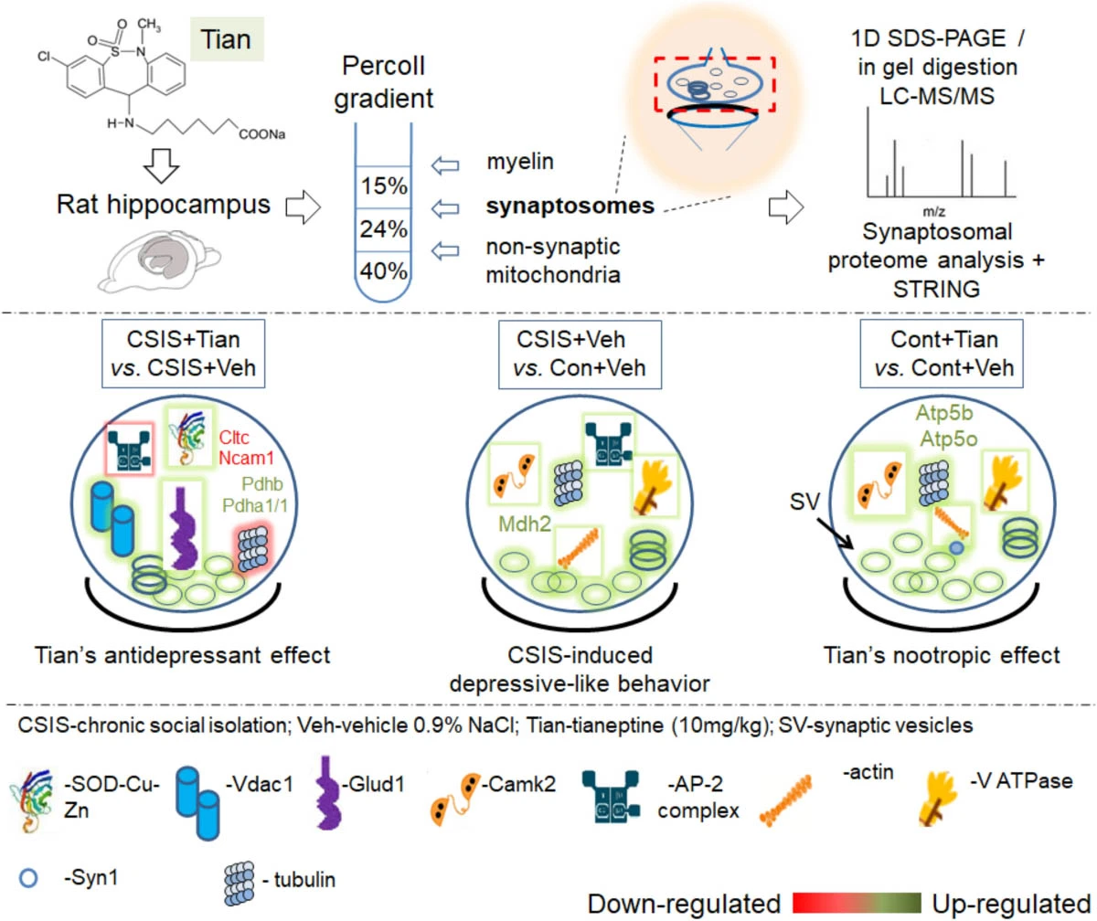 Mechanism of Tianeptine sodium powder