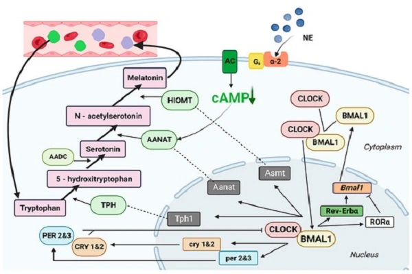 5-Methoxytryptamine powder efficacy diagram 5-Methoxytryptamine powder efficacy diagram