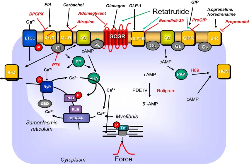 Conceivable actions of retatrutide in cardiomyocytes