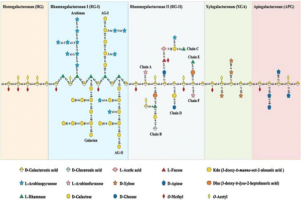 Dyclonine Hydrochloride Powder1