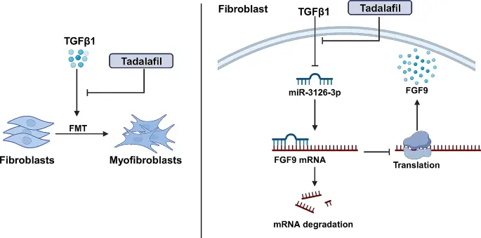 Tadalafil API Powder Tadalafil API Powder