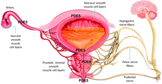 The mechanism of Tadalafil API Powder