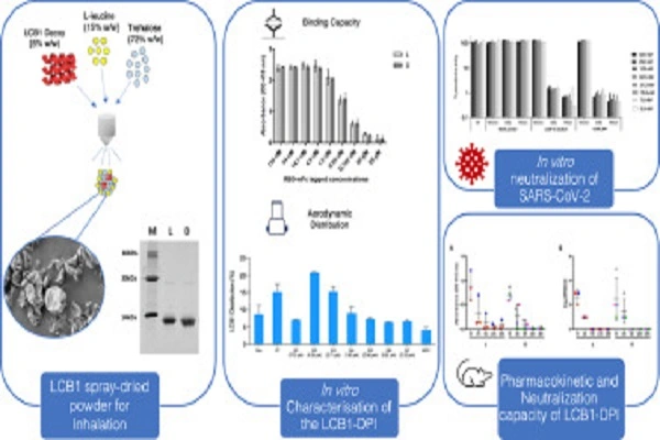 Dihexa Peptide Powder efficacy chart