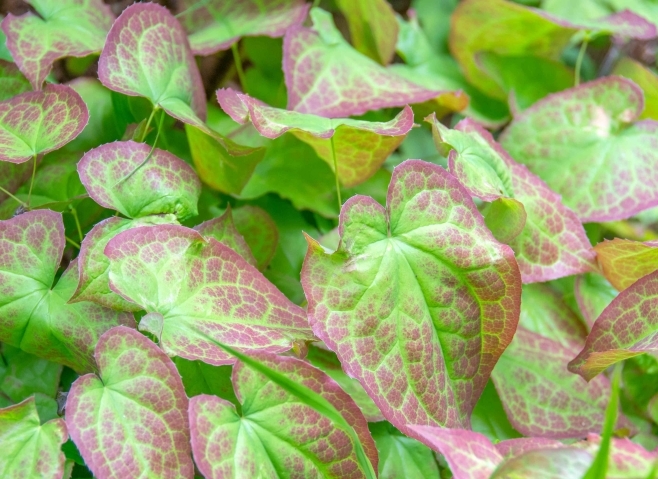 leaves of horny goat weed