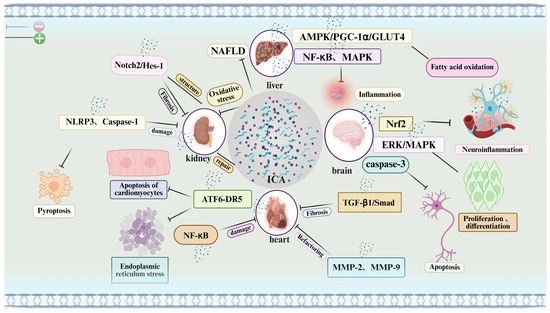 Icariin Promoting Bone Injury Repair and Regeneration