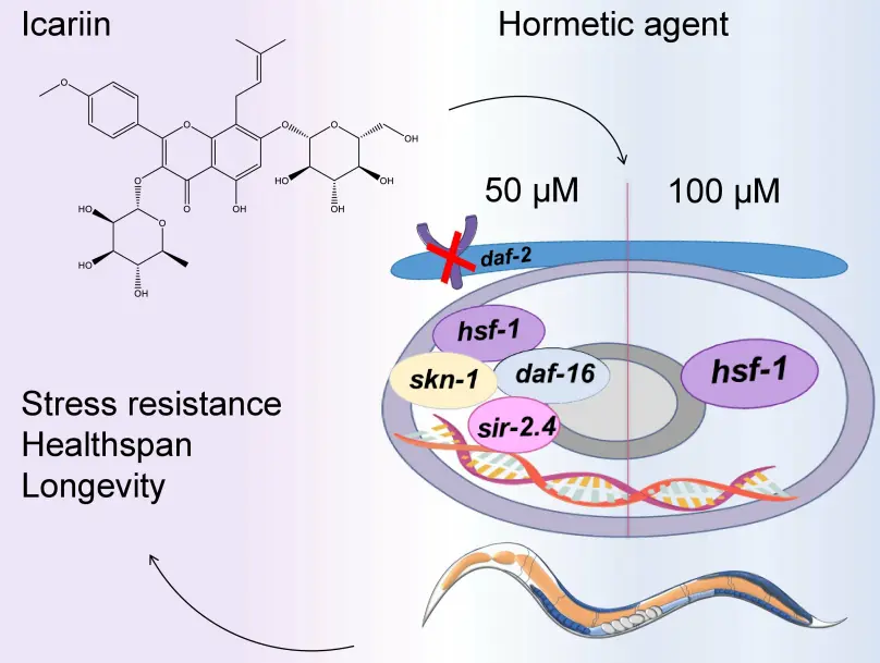 Icariin Improves Stress Resistance and Extends Lifespan in Caenorhabditis elegans
