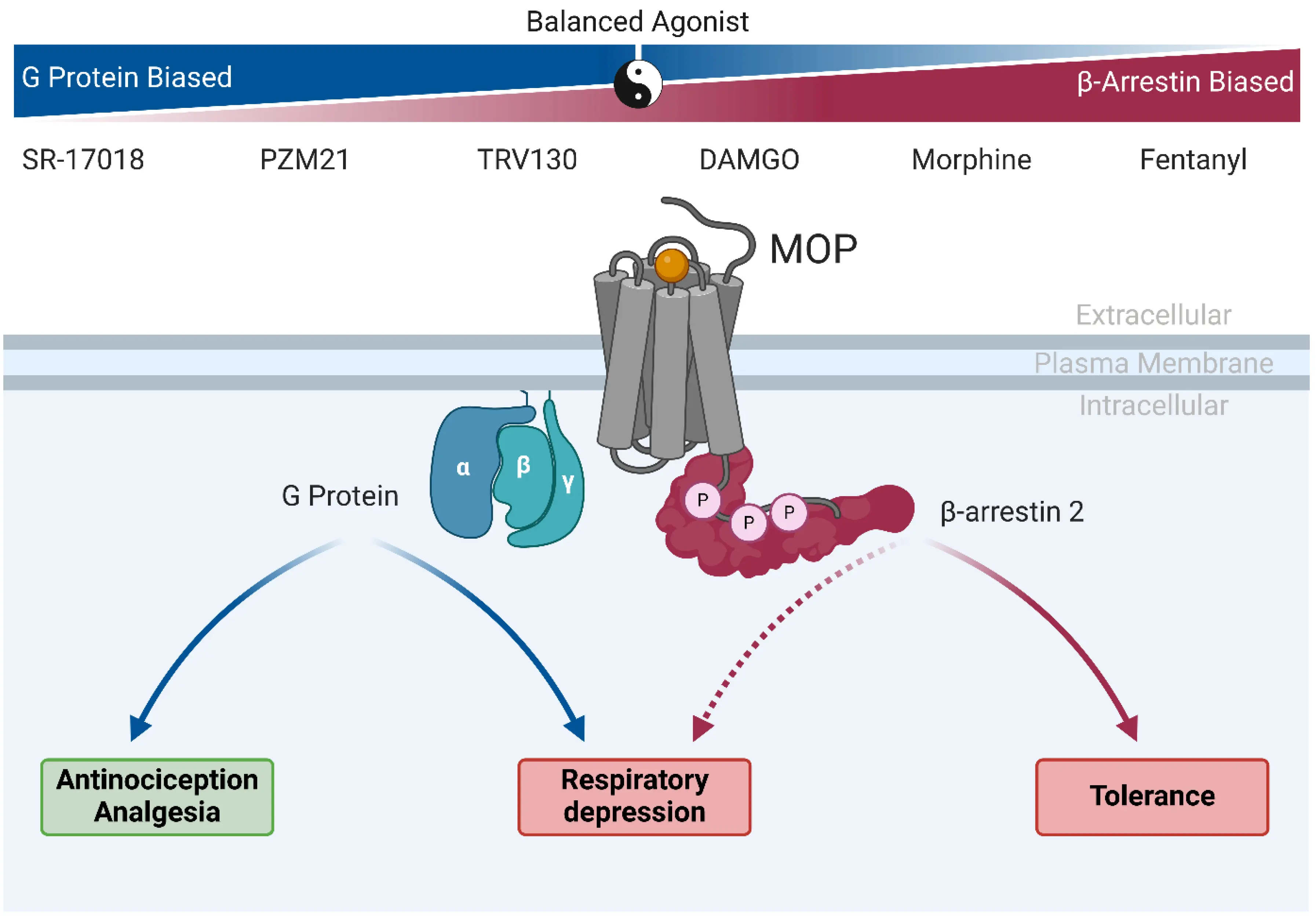 Study on the Mechanism of SR-17018 raw Powder