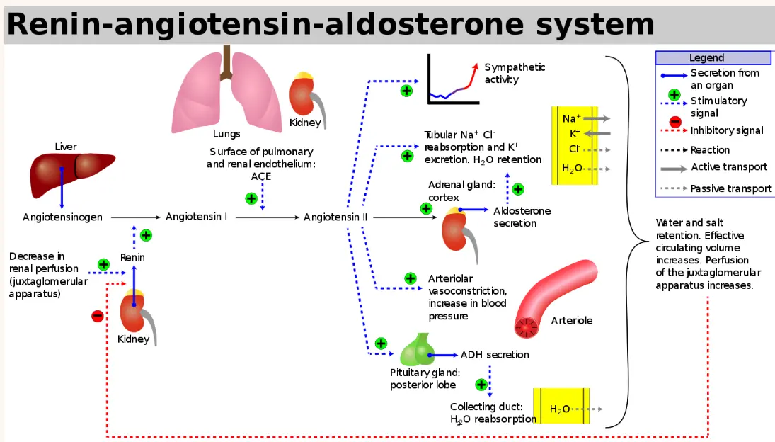 lisinopril affects Renin-angiotensin-aldosterone system