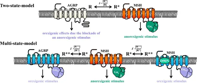 Study on Melanotan 2 Powder