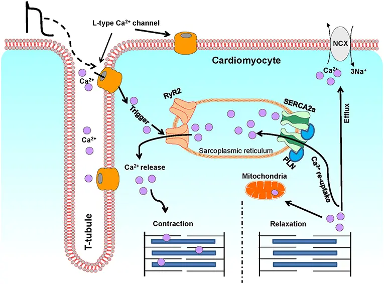 Mechanism of Estradiol micronized powder USP Mechanism of Estradiol micronized powder USP