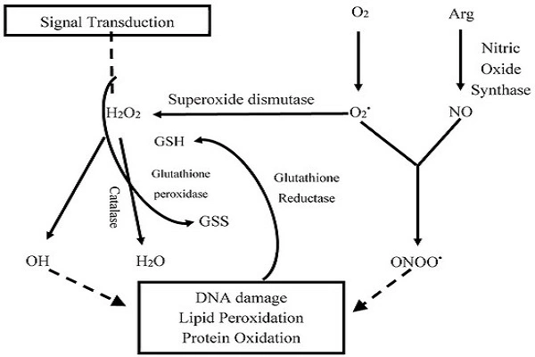 Glutathione Powder efficacy chart