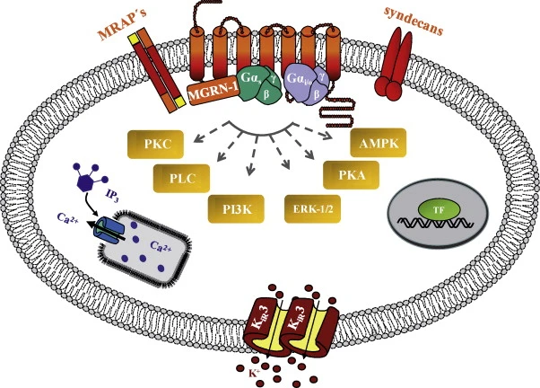 Mechanism of action of MT2
