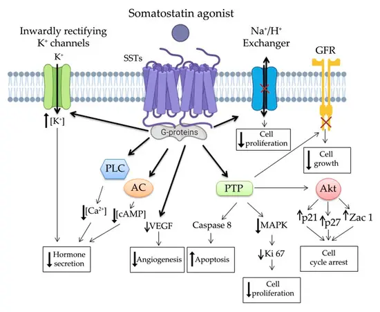 Mechanism of Somatostatin hormone powder