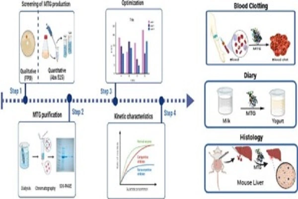 Transglutaminase Powder