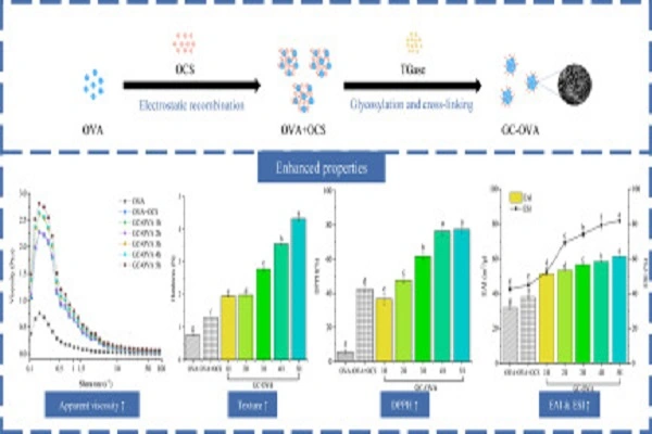 Transglutaminase Powder efficacy chart