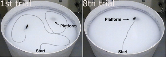 ISRIB help mice remember the path