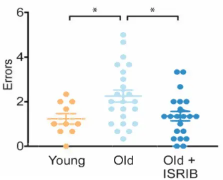 when the researchers treated the older mice with ISRIB, the mice made fewer mistakes when the researchers treated the older mice with ISRIB, the mice made fewer mistakes