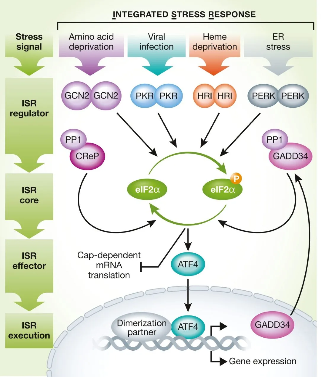 All four of the ISR regulator kinases converge on the core of the ISR All four of the ISR regulator kinases converge on the core of the ISR