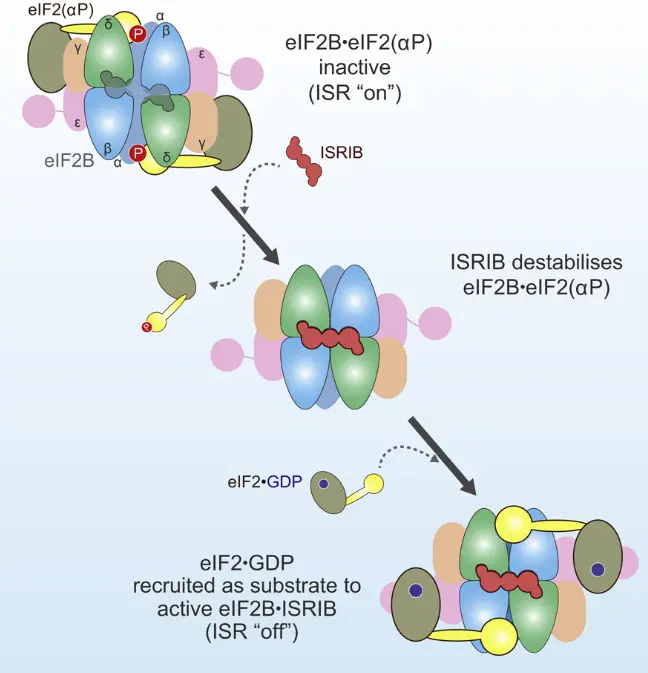 mechanism of action of ISRIB mechanism of action of ISRIB