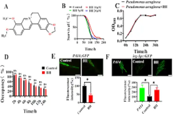 Berberine Chloride Powder