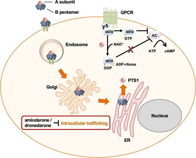 After years of research, Dronedarone Hydrochloride Powder was born-it looks a bit like Amiodarone