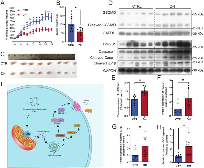 Mechanism of Dronedarone Hydrochloride Powder Mechanism of Dronedarone Hydrochloride Powder