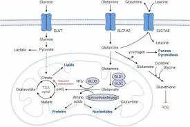 Mechanism of DON