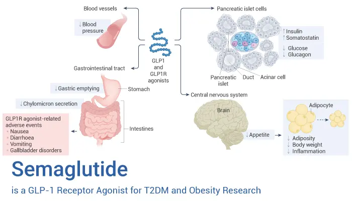 Study on Semaglutide 99% powder Study on Semaglutide 99% powder