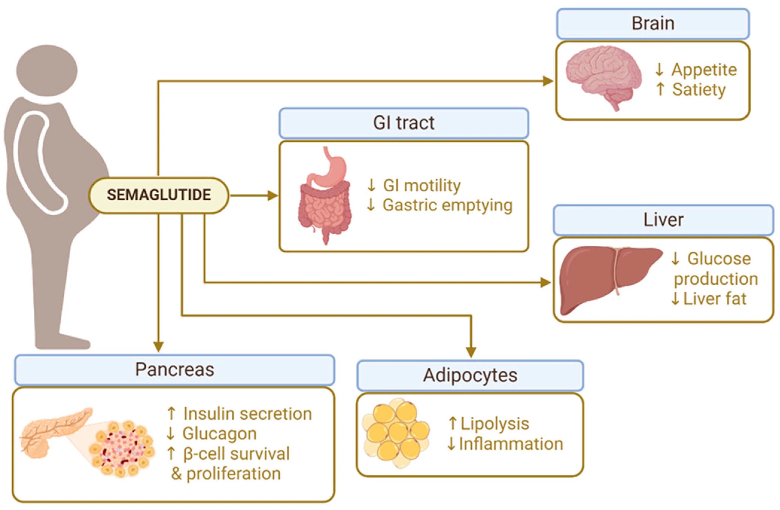 Mechanism of Semaglutide 99% powder Mechanism of Semaglutide 99% powder