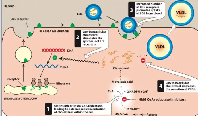 Mechanism of action of Rosuvastatin Calcium Mechanism of action of Rosuvastatin Calcium