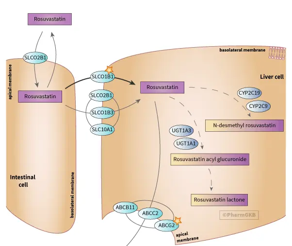 Representation of the Candidate genes involved in transport 、metabolism abd clearanee of Rosuvastatin Calcium Representation of the Candidate genes involved in transport 、metabolism abd clearanee of Rosuvastatin Calcium