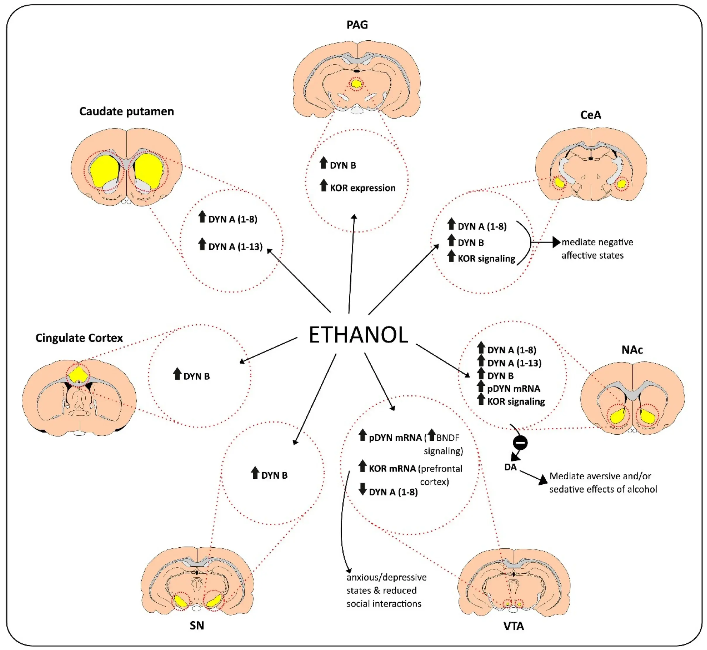 Dynorphin A (1-13) peptide Dynorphin A (1-13) peptide